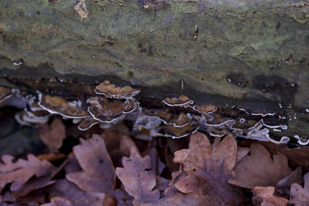 Shelf mushrooms with white lining on a log 